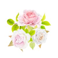 Rose Rose